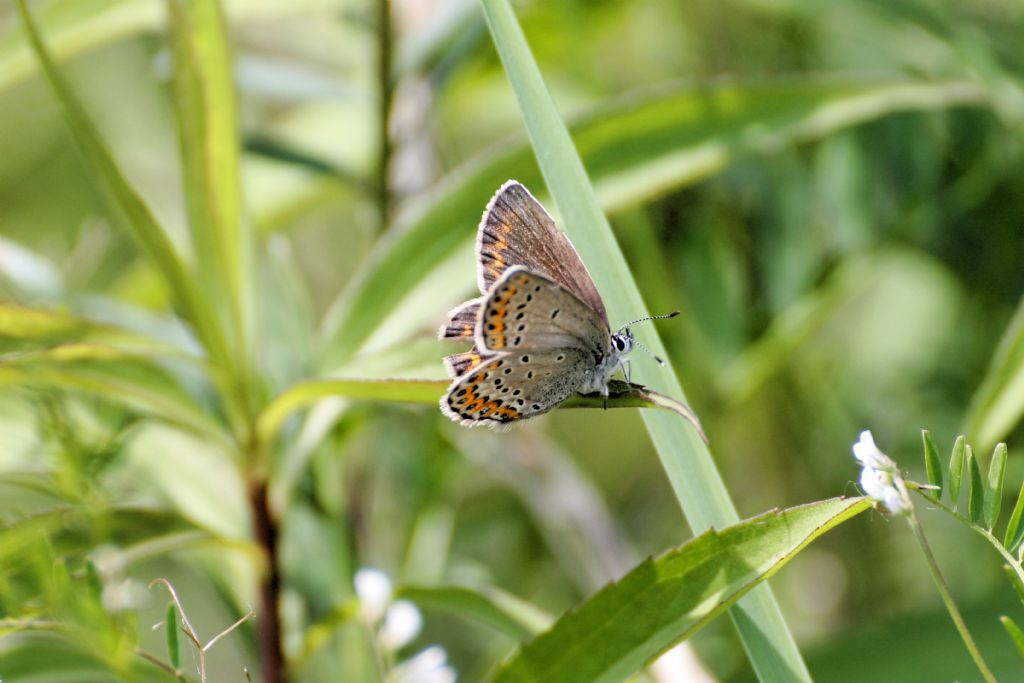 Plebejus?